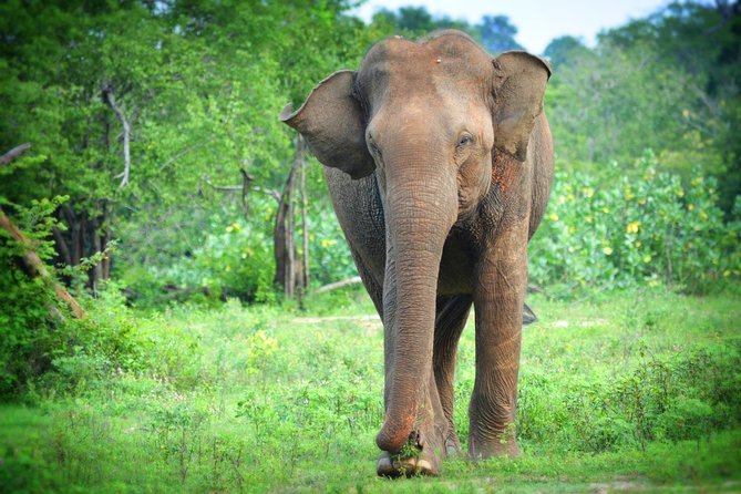 Udawalawe National Park | 3 Hours Safari Tour (Jeep Only) - Tips for a Great Safari