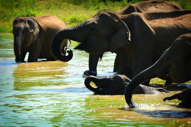Udawalawe National Park | Full Day Safari Tour - Pricing and Group Size Options