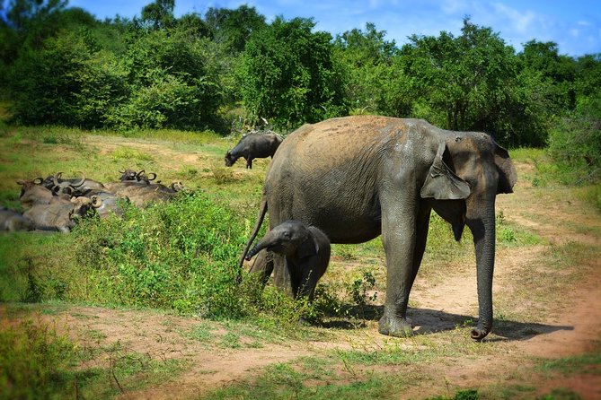 Udawalawe National Park | Half Day Safari Tour - Price Variation