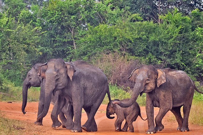 Udawalawe National Park Safari From Mirissa - Accessibility Features