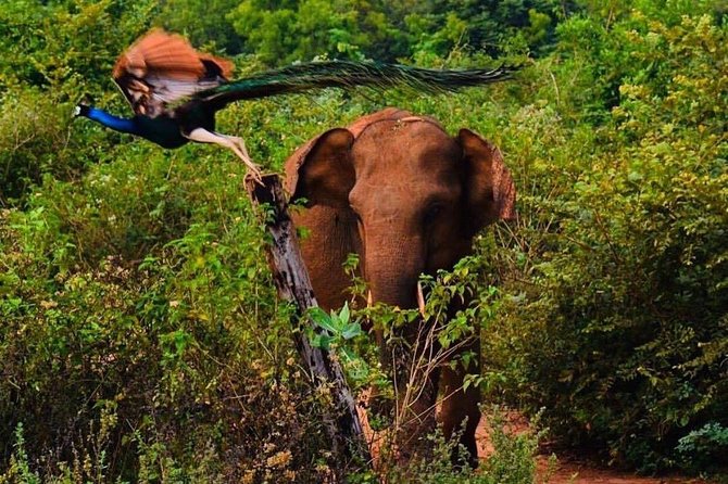 Udawalawe National Park Safari With Private Driver-Jeep and Enter Ticket - Customer Reviews and Feedback