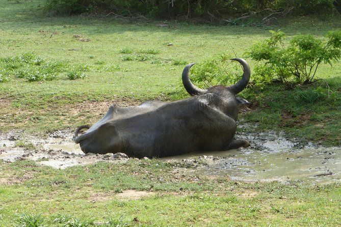 Udawalawe Safari Private Day Trip From Bentota and Kalutara Areas - Health Considerations for Travelers