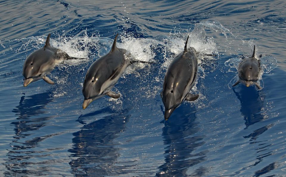 Varazze: Pelagos Sanctuary Guided Cetacean Watching Tour - Frequently Asked Questions