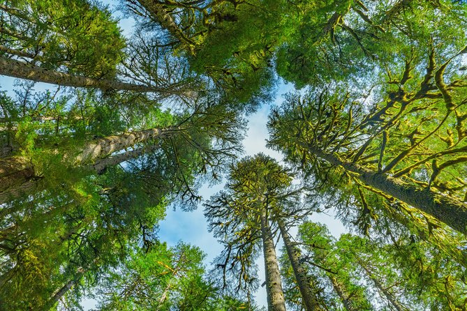 Viator Exclusive Tour- Olympic National Park Tour From Seattle - Transportation and Accessibility