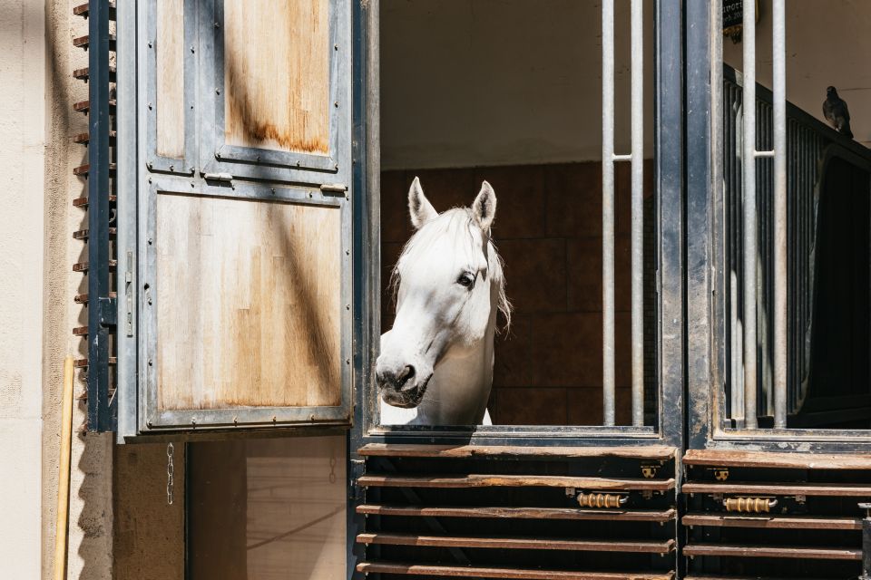 Vienna Spanish Riding School Guided Tour - Meeting Point