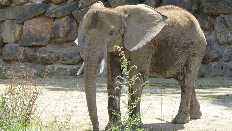Vienna: Zoo With Private Flexible Transfers and Tickets - Flexible Transfer Benefits