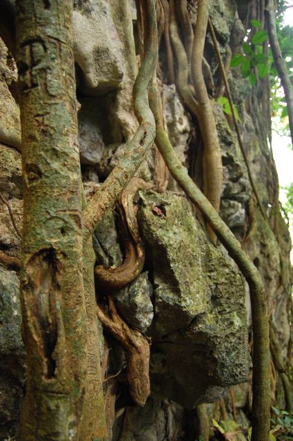 Visit Cuc Phuong National Park: Day Trip From Ha Noi - Included Services and Amenities