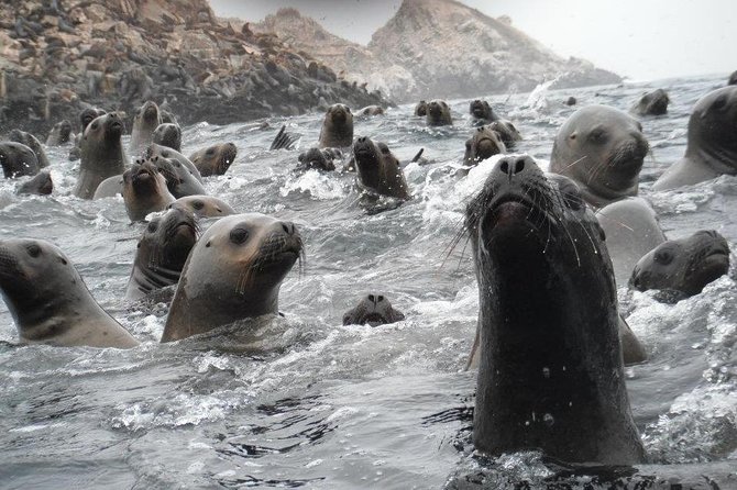 Visit the Sea Lions in Palomino Islands, in Lima Peru - Tips for a Great Experience