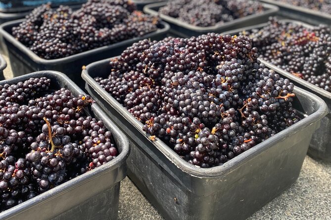 Waiheke Island: Sip & Savour Tour - Tour Guide Experience