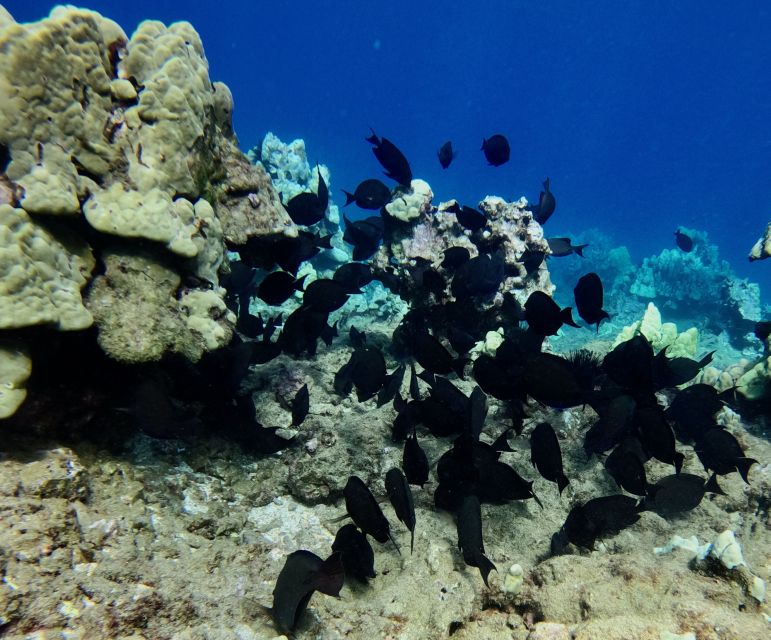 Wailea Beach: Snorkeling Tour for Non-Swimmers & Beginners - Restrictions