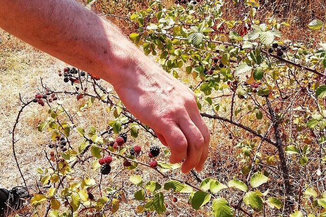 Walk on the Alentejo Cork Forest With Optional Lunch - Participant Requirements and Considerations