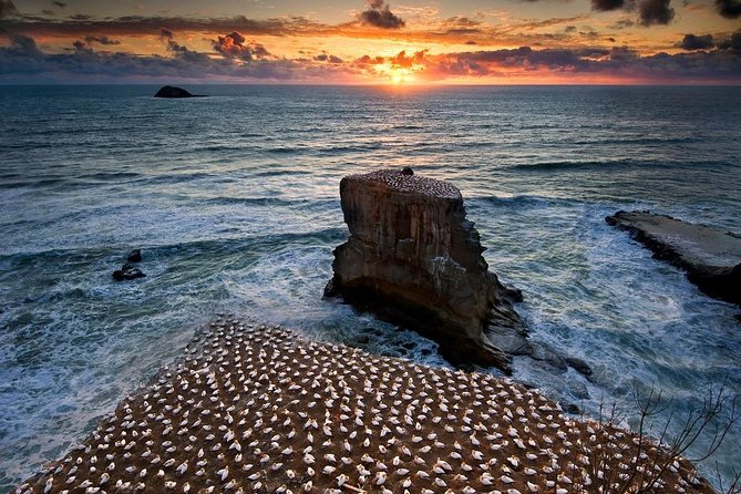 West Coast Discovery - Piha Beach or Muriwai Beach From Auckland - Booking Policies and Considerations