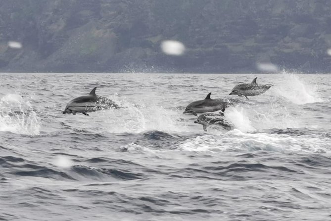 Whale and Dolphin Watching on Tercera Island - Customer Reviews