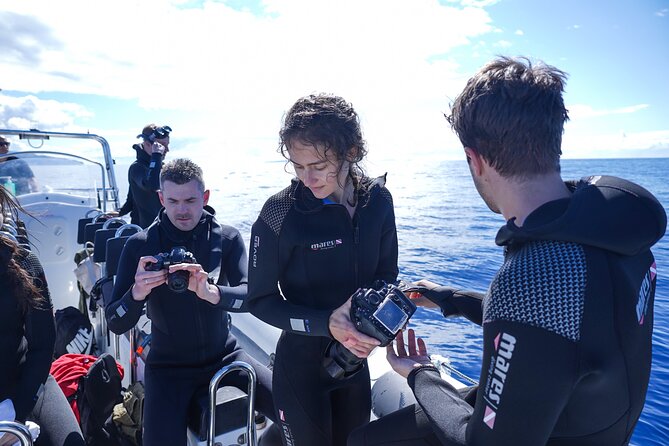 Whale and Dolphin Watching Tour - Funchal - Expert Skipper Narration