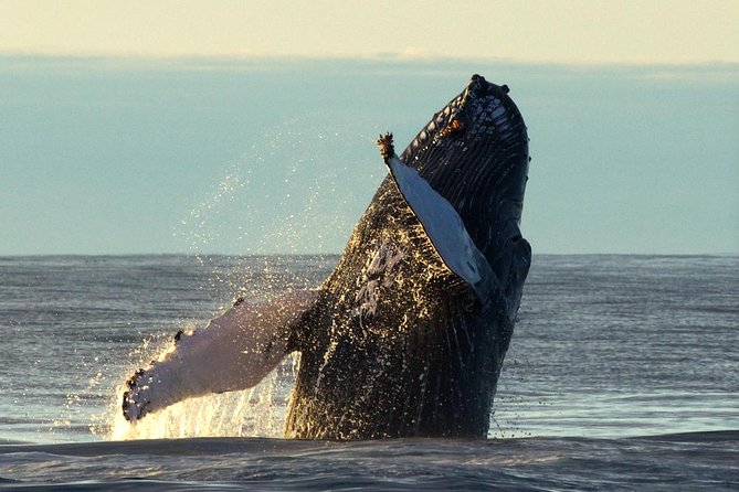 Whale Safari and Puffins RIB Boat Tour From Húsavík - Puffin Breeding Season