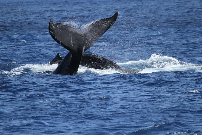 Whale Watch Cruise Aboard The Majestic by Atlantis Cruises - Booking and Cancellation Policy