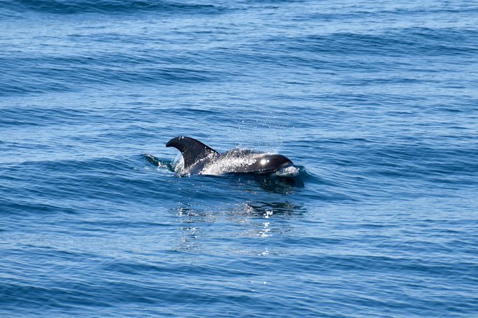 Whale-Watching Boat Tour With Expert Guide From Reykjavik - Wildlife Sightings