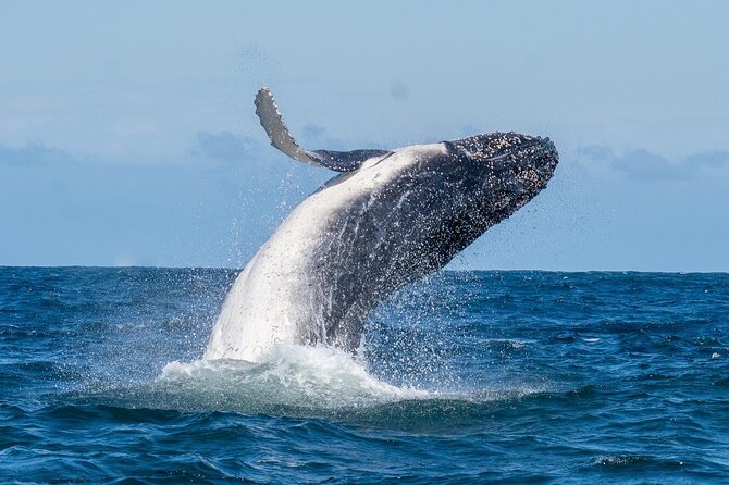 Whale Watching Boat Trip in Sydney - Highlights From Customer Reviews