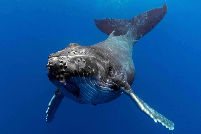 Whale Watching by Sea World Cruises - Booking Your Adventure