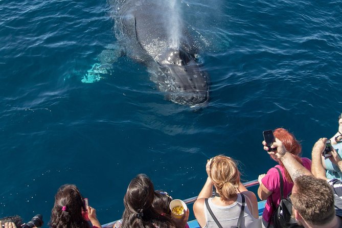 Whale-Watching Cruise From Newport Beach - What to Expect on Board