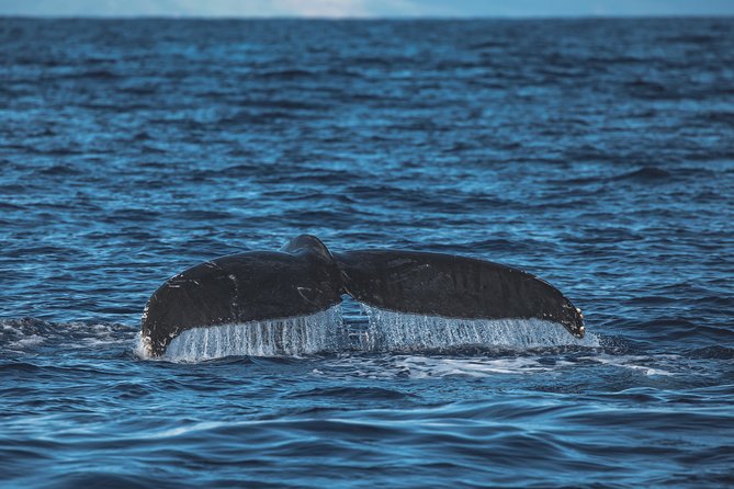 Whale Watching Cruise With Open Bar From Kaanapali Beach - Onboard Experience