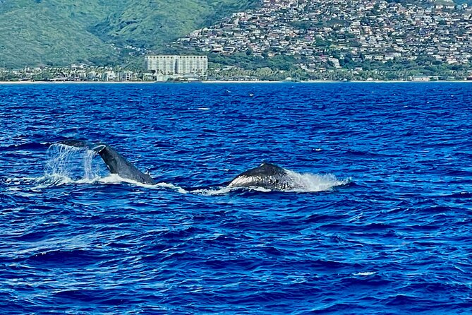 Whale Watching & Late Breakfast Cruise in Honolulu - Booking Information