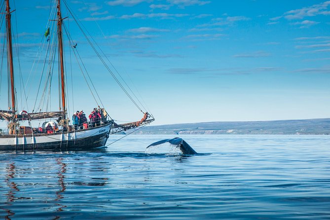 Whale Watching on a Traditional Oak Sailing Ship From Husavik - Keeping Warm and Dry