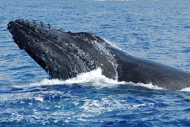 Whale Watching On The Big Island - Additional Information