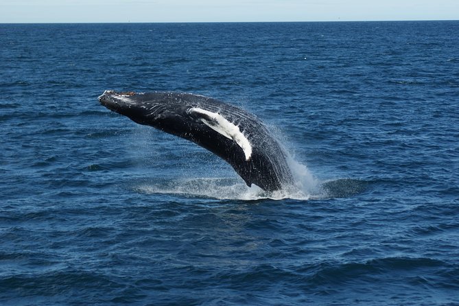 Whale Watching Tour With Professional Guide From Reykjavik - Departure Time and Duration