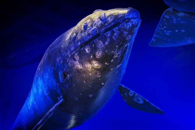 Whales Of Iceland Admission Ticket - Location and Accessibility