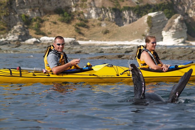 Wildlife Sea Kayaking Tour - Kaikoura - Accessibility Information