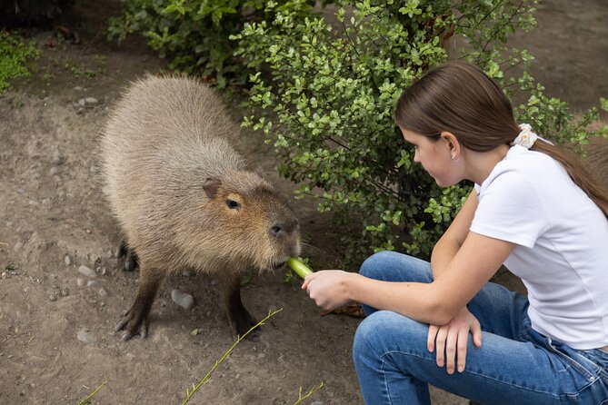 Willowbank Wildlife Reserve Day Entry - Visitor Experiences