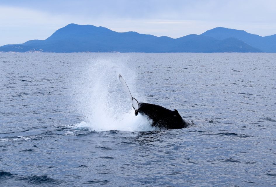 Wilsons Promontory: Whale Spotting Cruise With Lunch - Inclusions and Restrictions