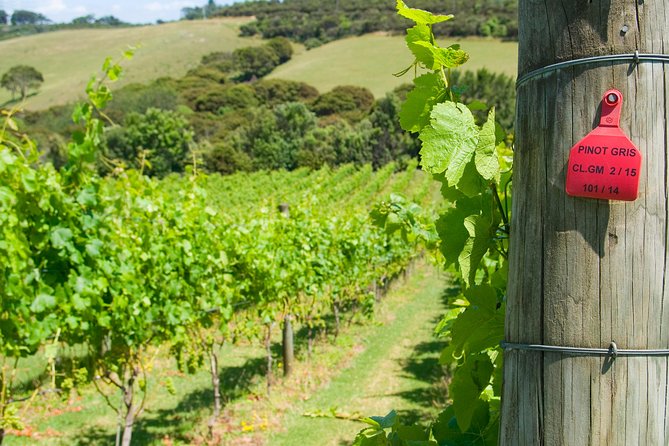 WINE on Waiheke PREMIUM WINE Full Days Scenic and WINE Tasting - Accessibility Considerations