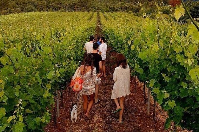 Wine Tasting in Vieste - Private Transportation