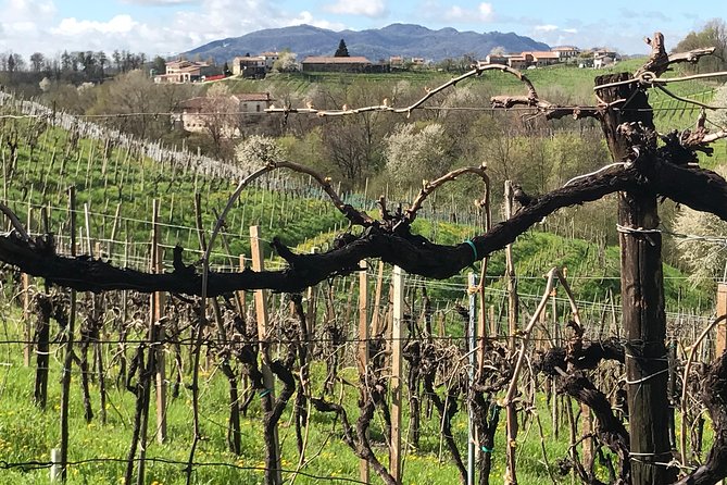 Wine Tour Whit Wine Tasting - Guest Reviews and Testimonials