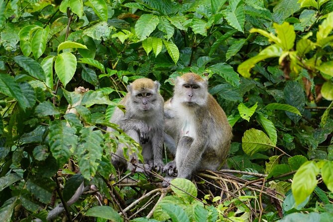 Wonderful 2Days 1Night Bukit Lawang Jungle Trekking Free Rafting - Customer Reviews and Ratings