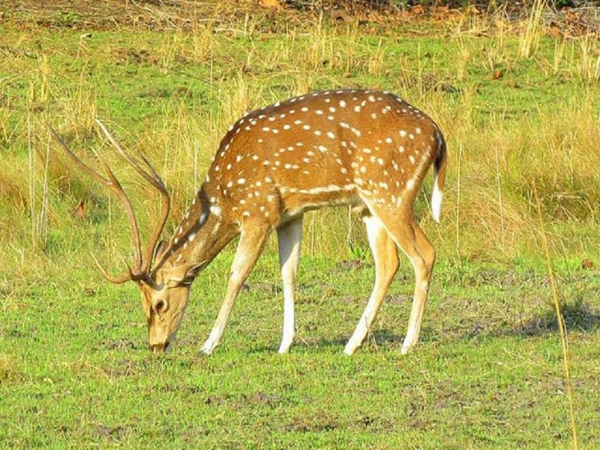 Wonders of Wildlife: 4-Day Chitwan National Park Tour - What to Bring