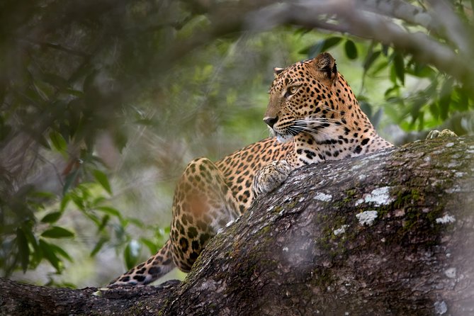 Yala Full Day Leopard Safari Tour With Picnic Lunch - Customer Reviews and Ratings