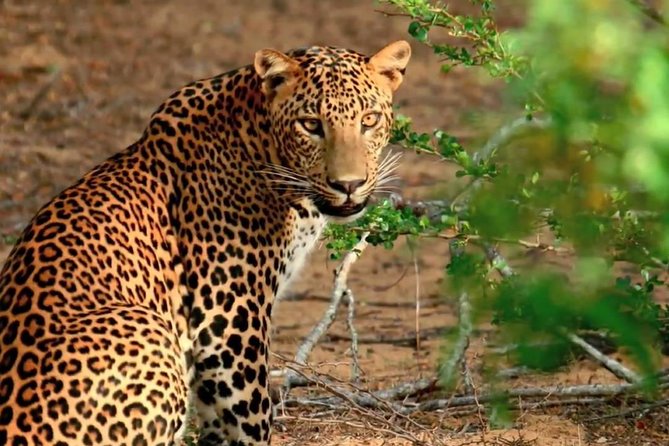Yala National Park Private Safari Trip From Galle/Unawatuna/Mirissa - Optional Activities and Add-ons
