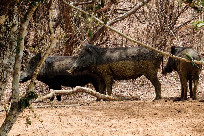 Yala National Park Private Safari - Booking Confirmation