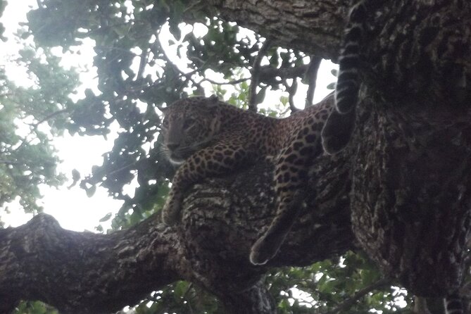 Yala National Park Special Leopard Safari Tour - Wildlife Sightings and Expectations