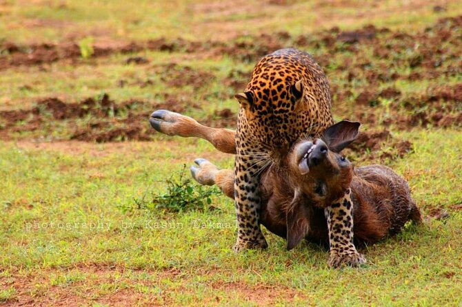 Yala Safari Private Day Tours in Yala National Park - Safari Tour Duration Options