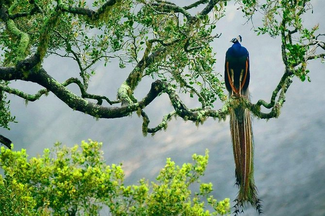 Yala Safari Tours From Yala/Thissamaharamaya/Hambantota - Health and Accessibility Considerations