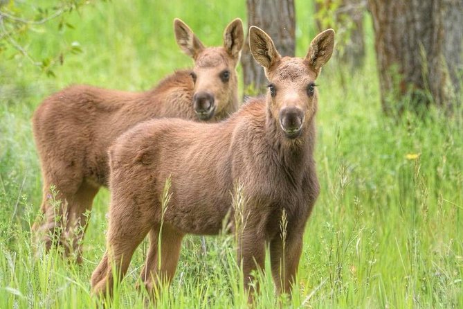 Yellowstone and Grand Teton 4 Day 3 Night Wildlife Adventure - Tips for a Successful Trip