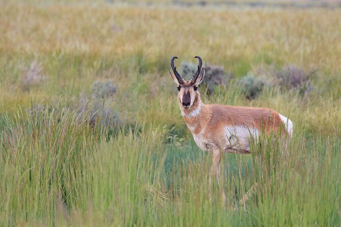 Yellowstone Wildlife Safari From Bozeman - Private Tour - Booking Information