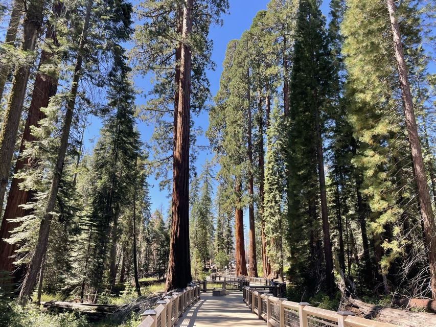 Yosemite, Giant Sequoias, Private Tour From San Francisco - Customer Reviews