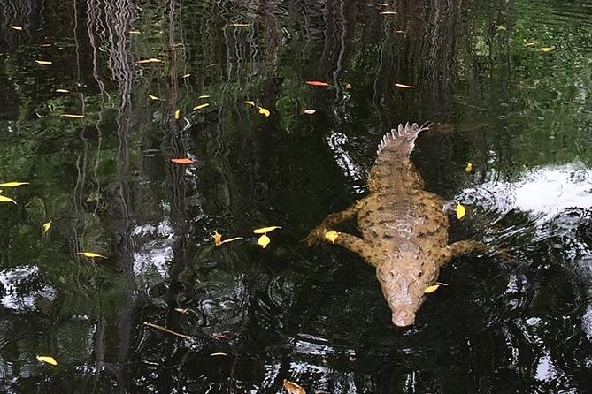 YS Falls, Black River Safari, and Floyds Pelican Bar Day-Trip (Transportation) - Booking and Cancellation Policy