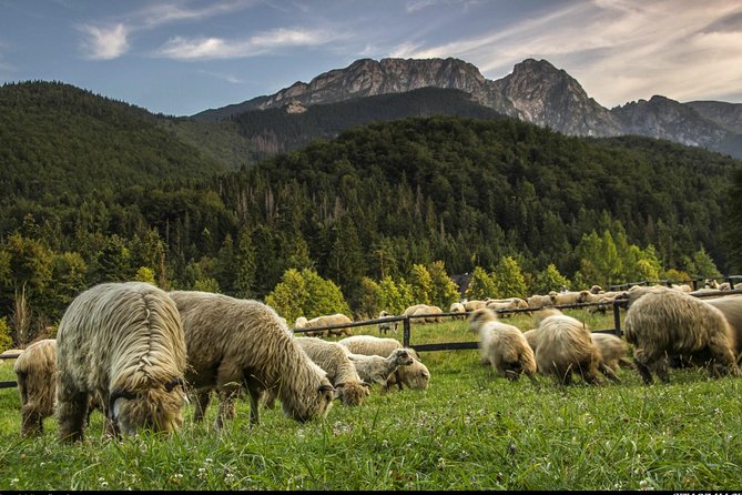 Zakopane & Thermal Springs: Private Tour - Booking Information