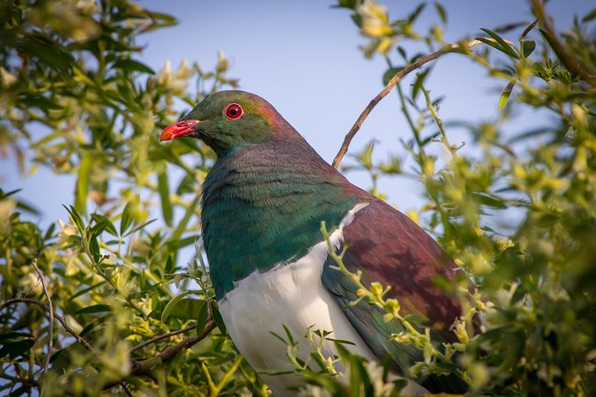 Zealandia - Twilight Guided Eco Wildlife Tour - Tour Requirements and Recommendations